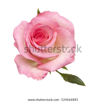 gentle pink rose isolated on white background Royalty-Free Stock Photo #524666881