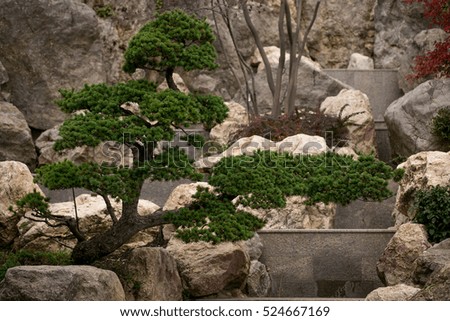 Bonsai tree in garden