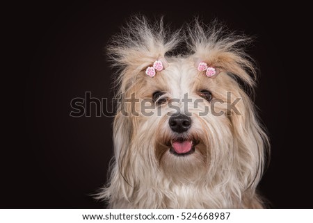 Havanese dog portrait