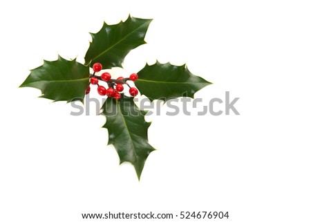 Holly ilex, christmas decoration, on a white background