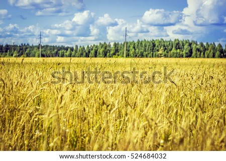 Beautiful view of the field and the blue sky on a sunny day. Dramatic and picturesque scene. Location place: Ukraine, Europe. Artistic picture. Beauty world. Soft filter effect.