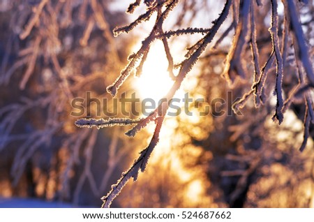branch covered with frosty rime. winter macro picture. frosty winter, sunny day. Beauty!     sunset through the frost