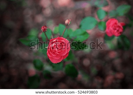 The roses in the garden. The rose Bush. Beautiful flower.