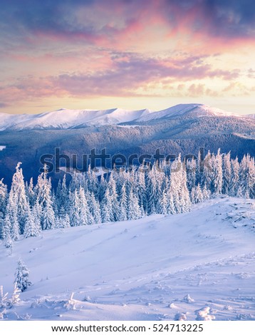 Great winter sunrise in Carpathian mountains with snow covered fir trees. Colorful outdoor scene, Happy New Year celebration concept. Artistic style post processed photo.