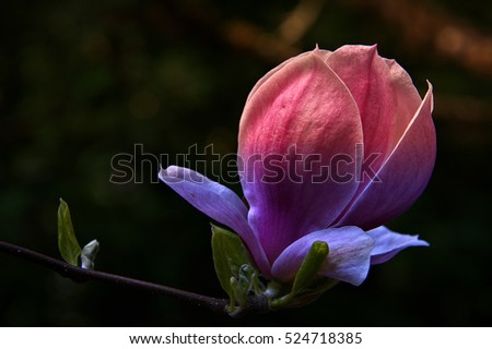 magnolia flower bud at end of branch with soft light illumination pink color