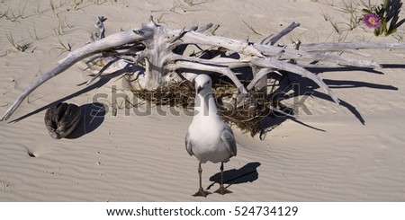 Seagull & Driftwood on a pristine sandy tropical island beach.
Fraser Island, Queensland, Australia

