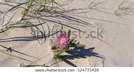 Beautiful pink and yellow flower on a pristine tropical island beach at the world heritage listed Frazer Island, Queensland Australia.

