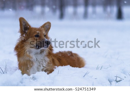 Photo of a dog (breed welsh pembroke corgi fluffy, red colored) dreamily looking on the snow in the woods, winter day, Russia