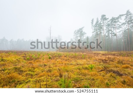 Beautiful autumnal forest landscape photographed at foggy day. Polish forest.