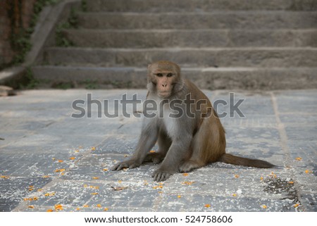 Alone monkey.