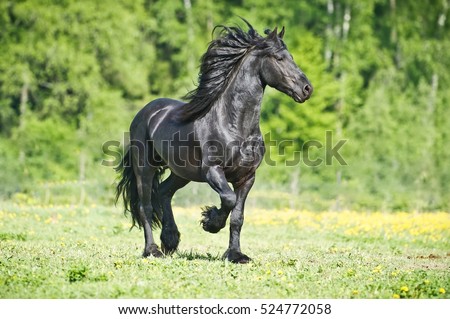 Black Friesian horse runs gallop in summer time Royalty-Free Stock Photo #524772058
