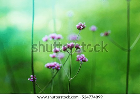 Flowers on blurred background