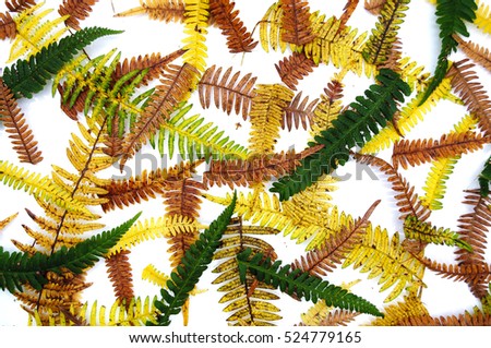 a background of ferns on a white background