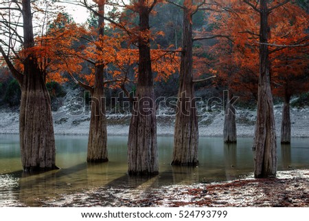 Beautiful red cypress wood in mountain lake in Sukko by Anapa, Russia. Autumn scenic landscape. Caucasus mountains. Taxodium distichum
