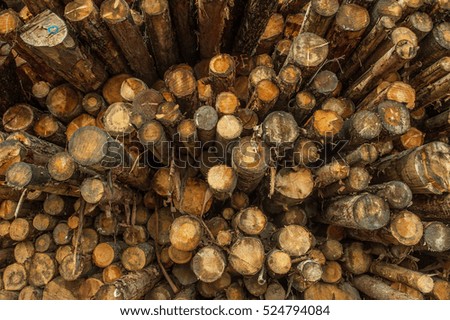 pile of wood trunks 