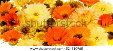 Heart of flowers of calendula, chamomile, daisy, aster. Isolated.

