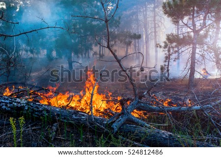 Forest fire. fallen tree is burned to the ground a lot of smoke when vildfire Royalty-Free Stock Photo #524812486