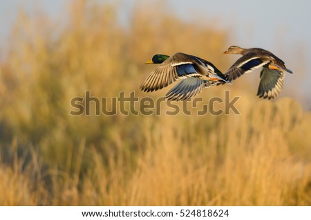 Mallard Ducks Flying Over the Autumn Countryside Royalty-Free Stock Photo #524818624