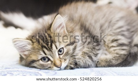 brown long haired kitten of siberian breed in the house