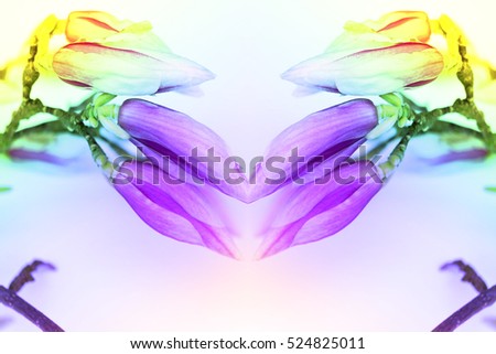 Abstract fancy colorful blossom buds of Magnoliaceae family blooming with beautiful petals, for art blogs, creative magazines, gift cards, wall decoration, symmetry rainbow color effect filter image