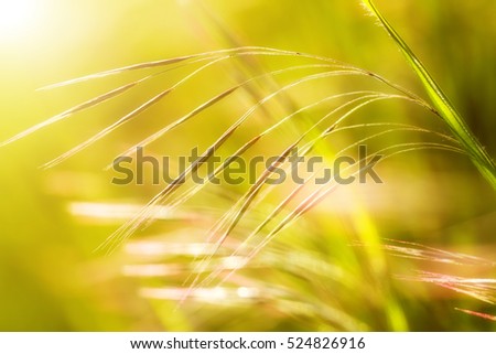 Beautiful, harmonious picture from a blade of grass in sunset light