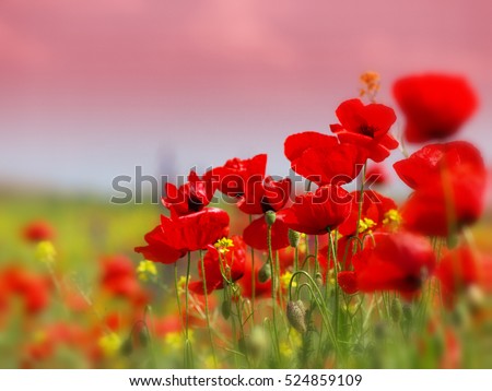 Field of poppies on a sunset      Royalty-Free Stock Photo #524859109