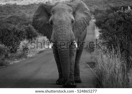elephant in the bush of Africa 