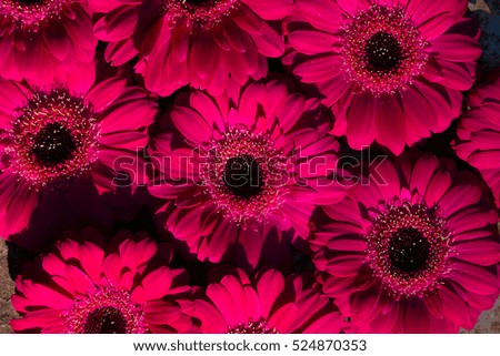 Purple flowers of Gerbera also called Transvaal Daisy (Gerbera jamesonii), flower bouquet of magenta red blossoms