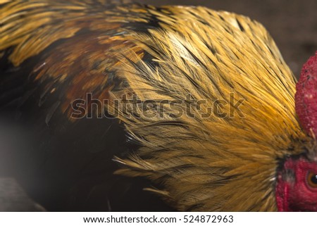 Feathers of red junglefowl (Gallus gallus)