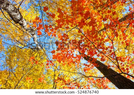 colorful leaves in fall season