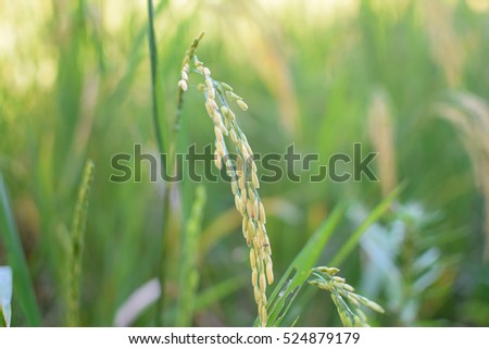 Ear of rice in paddy rice field under sunrise.