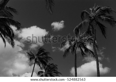 Black & White Palm Tree landscape on the island of Oahu in Hawaii
