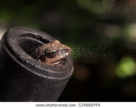 light brown little cute smooth skin amphibian looks like rice field frog, Polypedates leucomystax, wild tropical jungle animal found in old plastic tube in urban home garden, closeup, blur background