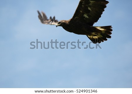 Golden Eagle flying away