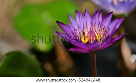 The purple Lotus