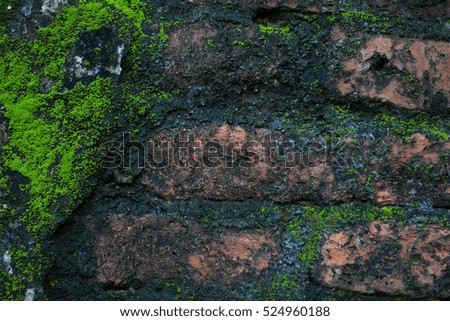 old wall with mos and lichen background 