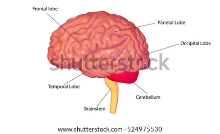 3d illud=stration human body brain