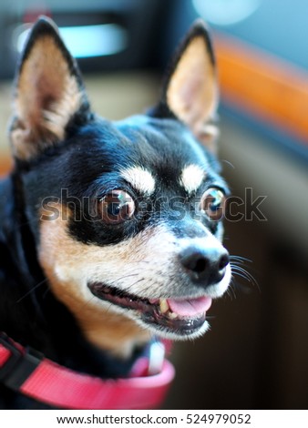 portraits of black fat cute lovely miniature pincher dog wearing red dog leash sitting in car on passenger seat looking curious out of the window with blur car interior as picture background