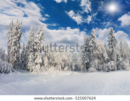 Sunny winter morning in mountain forest with snow covered fir trees. Colorful outdoor scene, Happy New Year celebration concept. Artistic style post processed photo.