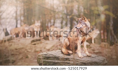Canadian Timber Wolf Sitting on the Stone in front of Pack on the Blurred Background (Low Depth of Field)