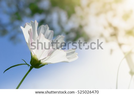 Picture of close up white flower and blurred blue background. Green nature view for using as background or wallpaper.
