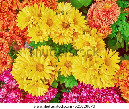 various colorful chrysanthemums floral  background