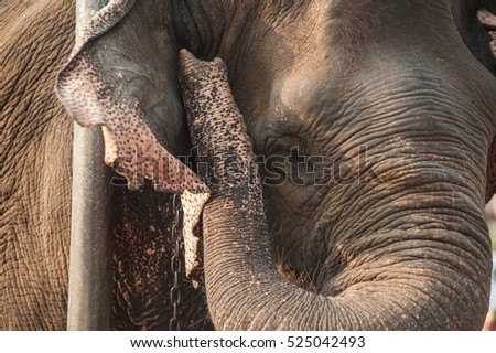 Closeup picture of an elephant head.