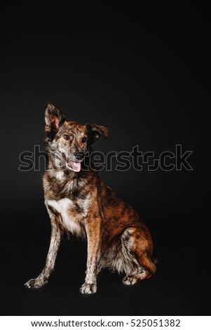 Funny mixed breed dog sitting against a black background in the studio