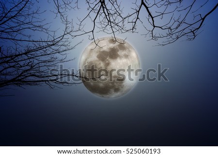 silhouette of dry tree branches at night and full moon on background