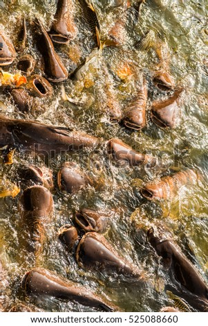 Group of fish in lake, Thailand