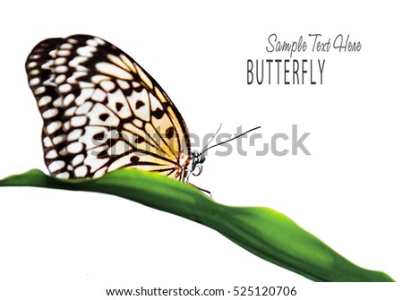 Beautiful butterfly outdoors