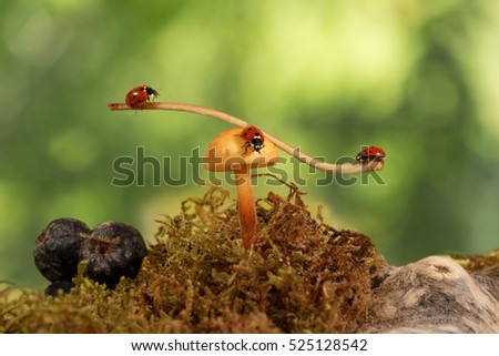 closeup three ladybugs swinging on the branch on the mushroom Armillaria on green background  