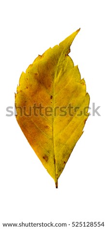 Close-up Photograph of a withering autumnal leaves isolated on white background in high resolution