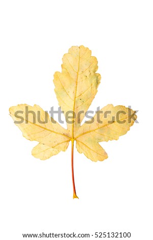 Closeup Photograph of autumnal withering maple tree or acer tree Leaf isolated on white background in high resolution